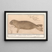 Zeehond Phocidae Phoque Phoca vitulus Marinus Phoque Veau Marin - Anselmus Botius de Boodt — gerahmtes Bild an der Wand