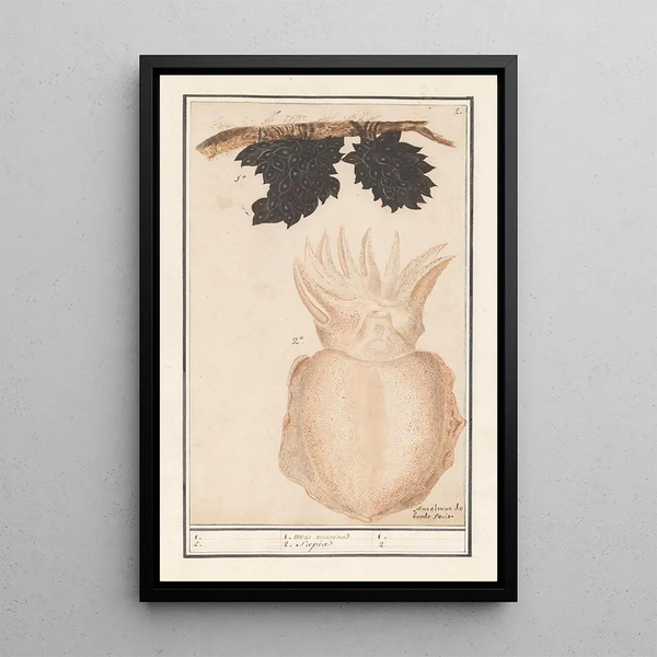 Seiche oder Sepia Sepiida 1 Meerestraube 2 Saepia - Anselmus Botius de Boodt — gerahmtes Bild an der Wand
