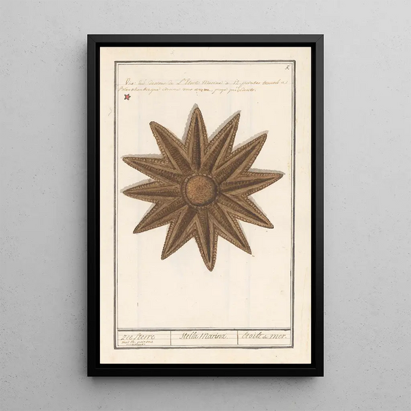 Seestern Asteroidea Seestern Stella Marina Seestern - Anselmus Botius de Boodt — gerahmtes Bild an der Wand
