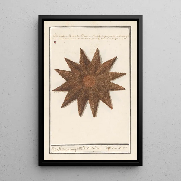 Reproduktion des Gemäldes Seestern Asteroidea Seestern Stella Marina Seestern - Anselmus Botius de Boodt