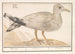 Silbermöwe Larus argentatus - Anselmus Botius de Boodt — Ansicht des Kunstwerks