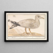 Silbermöwe Larus argentatus - Anselmus Botius de Boodt — gerahmtes Bild an der Wand