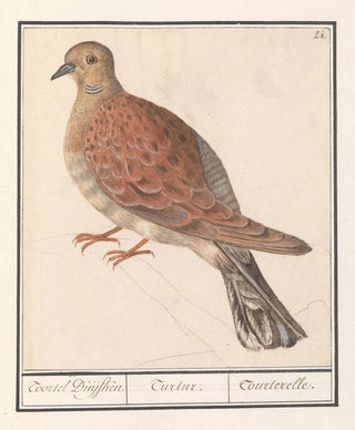 Anselmus Botius de Boodt - Zomertortel Streptopelia turtur.webp