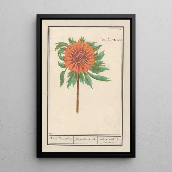 Sonnenblume Helianthus annuus Sonnenblume rund Flos solis rotondus herbe au soleil blume rund - Anselmus Botius de Boodt