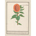 Sonnenblume Helianthus annuus Sonnenblume oval Flos solis ovalus gras in der Sonne Blume oval - Anselmus Botius de Boodt — Ansicht des Kunstwerks
