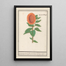 Sonnenblume Helianthus annuus Sonnenblume oval Flos solis ovalus gras in der Sonne Blume oval - Anselmus Botius de Boodt — gerahmtes Bild an der Wand