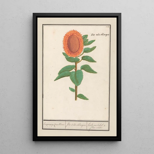 Sonnenblume Helianthus annuus Sonnenblume oval Flos solis ovalus gras in der Sonne Blume oval - Anselmus Botius de Boodt — gerahmtes Bild an der Wand