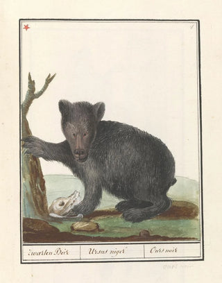 Anselmus Botius de Boodt - Zwarte beer Ursus Zwarten Beir Ursus niger Ours noir.webp