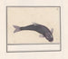 Carpe noire Cyprinus carpio carpio - Anselmus Botius de Boodt — Ansicht des Kunstwerks