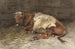 Junges liegendes Stier - Anton Mauve — Ansicht des Kunstwerks