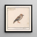 Appelvink Coccothraustes coccothraustes - Anselmus Botius de Boodt — gerahmtes Bild an der Wand