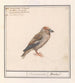 Appelvink Coccothraustes coccothraustes - Anselmus Botius de Boodt — Ansicht des Kunstwerks
