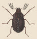 Aquarell der Entomologie Pl058 - George Hudson — Ansicht des Kunstwerks