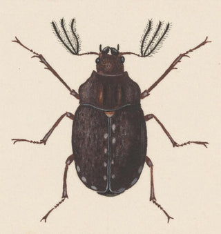 Aquarelle d'entomologie Pl058 - George Hudson