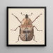 Aquarell der Entomologie Pl059 - George Hudson — gerahmtes Bild an der Wand