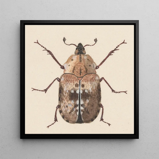 Aquarelle d'entomologie Pl059 - George Hudson