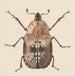 Aquarell der Entomologie Pl059 - George Hudson — Ansicht des Kunstwerks