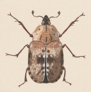 Aquarelle d'entomologie Pl059 - George Hudson