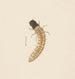 Aquarell der Entomologie Pl083 - George Hudson — Ansicht des Kunstwerks
