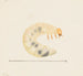 Aquarell der Entomologie Pl087 - George Hudson — Ansicht des Kunstwerks