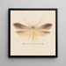 Aquarell der Entomologie Pl139 - George Hudson — gerahmtes Bild an der Wand