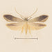 Aquarell der Entomologie Pl139 - George Hudson — Ansicht des Kunstwerks