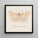 Aquarell der Entomologie Pl161 - George Hudson — gerahmtes Bild an der Wand