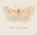 Aquarell der Entomologie Pl161 - George Hudson — Ansicht des Kunstwerks