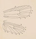 Aquarell der Entomologie Pl163 - George Hudson — Ansicht des Kunstwerks