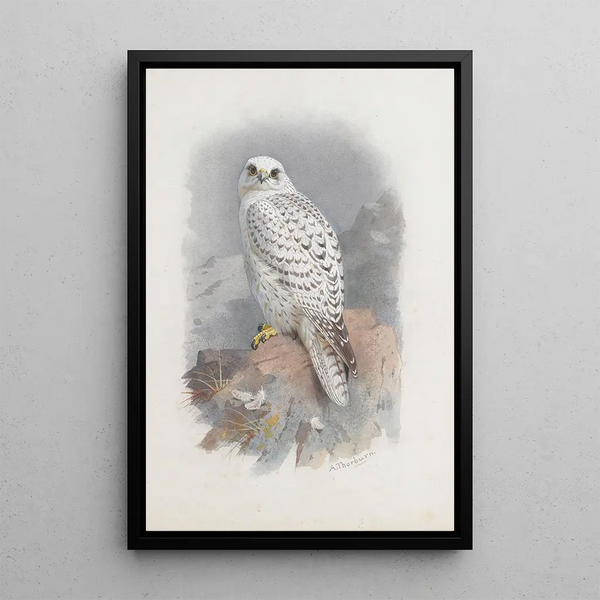 Ein Falke aus Grönland - Archibald Thorburn — gerahmtes Bild an der Wand