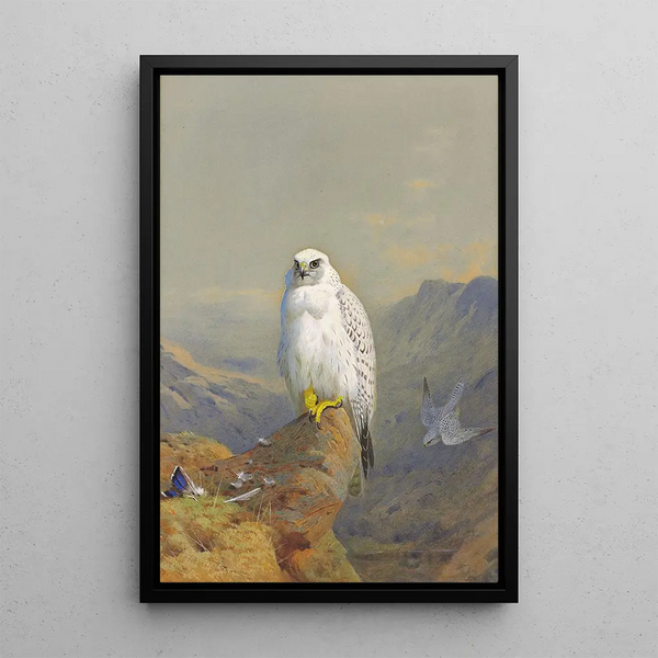 Reproduktion des Gemäldes Ein Falke aus Grönland auf einem Felsen - Archibald Thorburn