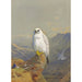 Reproduktion des Gemäldes Ein Falke aus Grönland auf einem Felsen - Archibald Thorburn