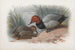 Ein Paar Reiherenten - Archibald Thorburn — Ansicht des Kunstwerks