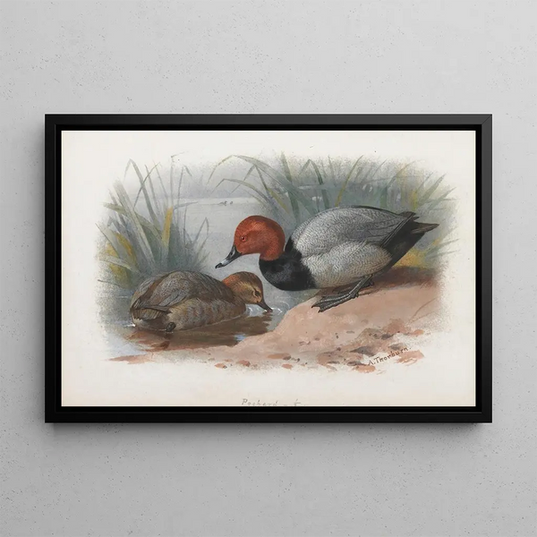 Ein Paar Reiherenten - Archibald Thorburn — gerahmtes Bild an der Wand