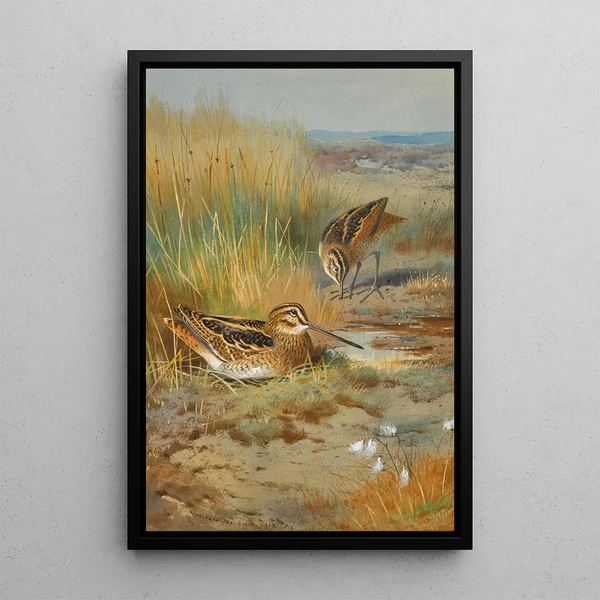 Ein Paar Brachvögel Gallinago Gallinago - Archibald Thorburn — gerahmtes Bild an der Wand