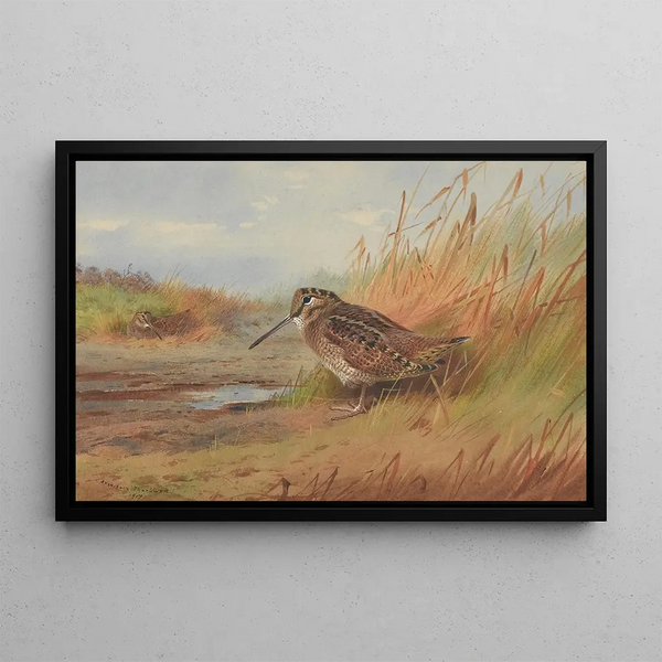 Eine Bécasse - Archibald Thorburn — gerahmtes Bild an der Wand