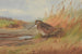 Eine Bécasse - Archibald Thorburn — Ansicht des Kunstwerks