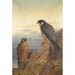 Ein erwachsener und unreifer Wanderfalke - Archibald Thorburn — Ansicht des Kunstwerks