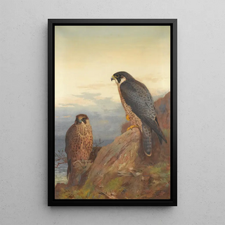Archibald Thorburn - An Adult And Immature Peregrine.webp