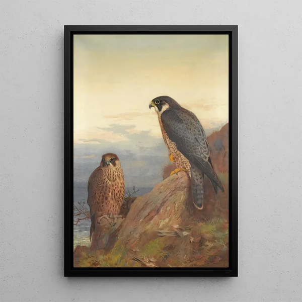 Ein erwachsener und unreifer Wanderfalke - Archibald Thorburn — gerahmtes Bild an der Wand