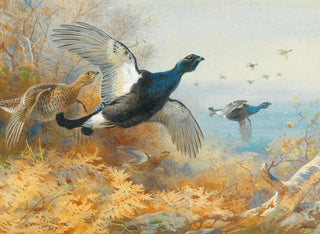 Schwarzes Huhn vor - Archibald Thorburn — Ansicht des Kunstwerks