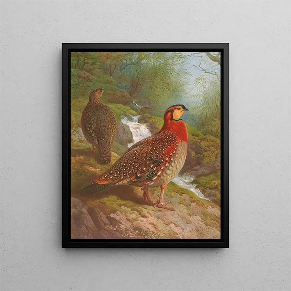 Tragopan de Blyth - Archibald Thorburn — gerahmtes Bild an der Wand