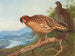 Cabots tragopan - Archibald Thorburn — Ansicht des Kunstwerks