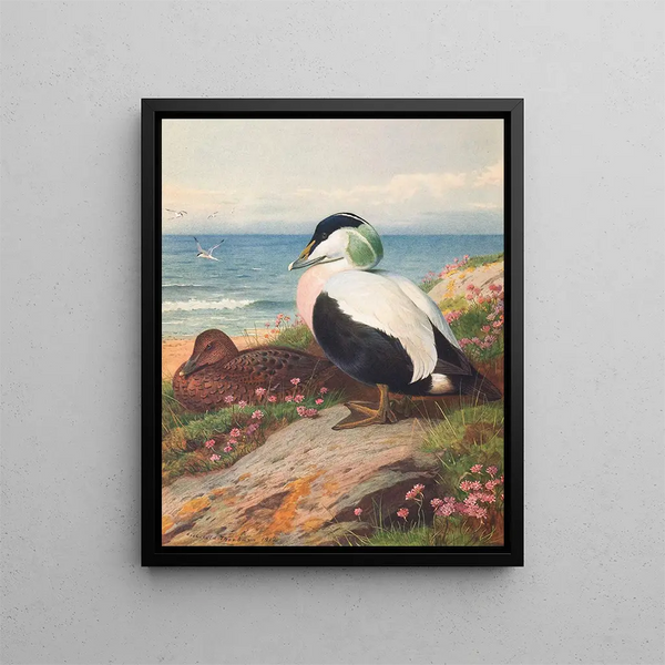 Ente Eider - Archibald Thorburn — gerahmtes Bild an der Wand