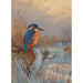 Reproduktion des Gemäldes Gefrorene Fischer Martin Pêcheur und Reiher in einer Winterlandschaft - Archibald Thorburn