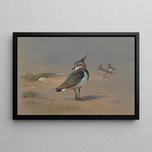 Vanneaux verts - Archibald Thorburn — gerahmtes Bild an der Wand