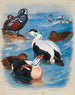 Enten in Harlekin- und Eider-Designs - Archibald Thorburn — Ansicht des Kunstwerks