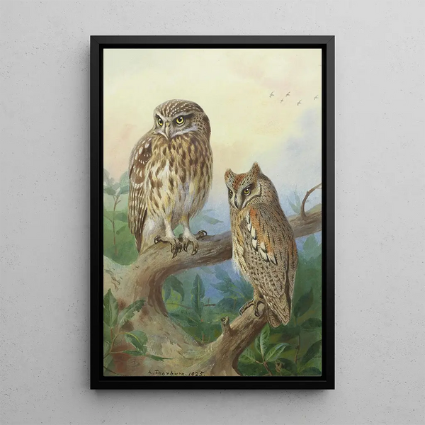 Reproduktion des Gemäldes Eule der Schleiereule und Zwergohreule - Archibald Thorburn