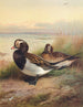 Ente im Sommerlack - Archibald Thorburn — Ansicht des Kunstwerks