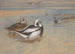 Enten mit langem Schwanz - Archibald Thorburn — Ansicht des Kunstwerks